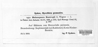 Melampsora rostrupii image